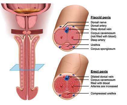 Erektivno tkivo penisa i anatomija penisa